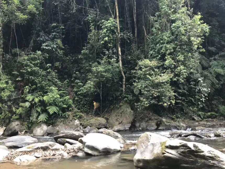 普洱茶性是温是寒，你的体质能喝吗？