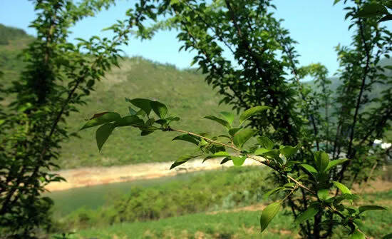 三峡大学医学专家为“湖北海棠”茶“开药方”