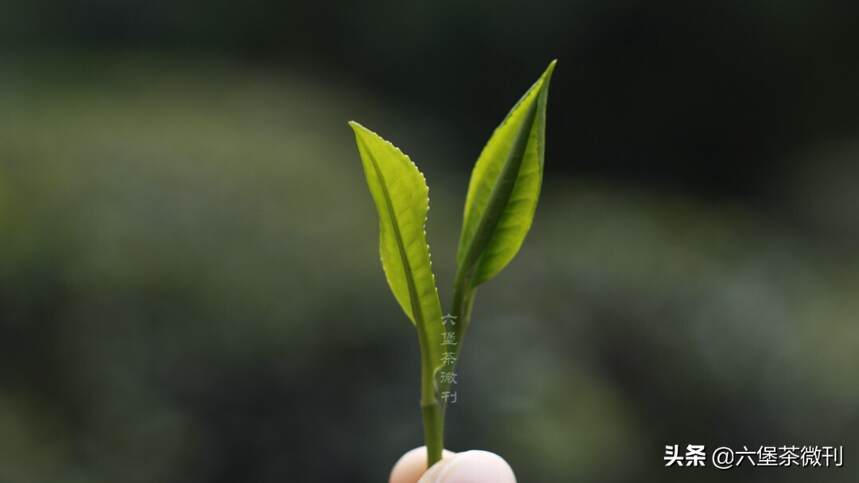 六堡茶：社前茶、明前茶、雨前茶到底有什么区别？