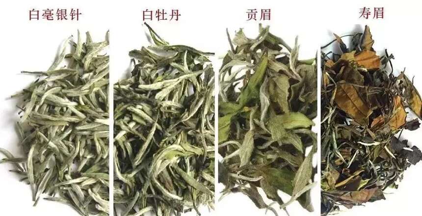 白茶散茶好还是饼茶好？要怎么选？