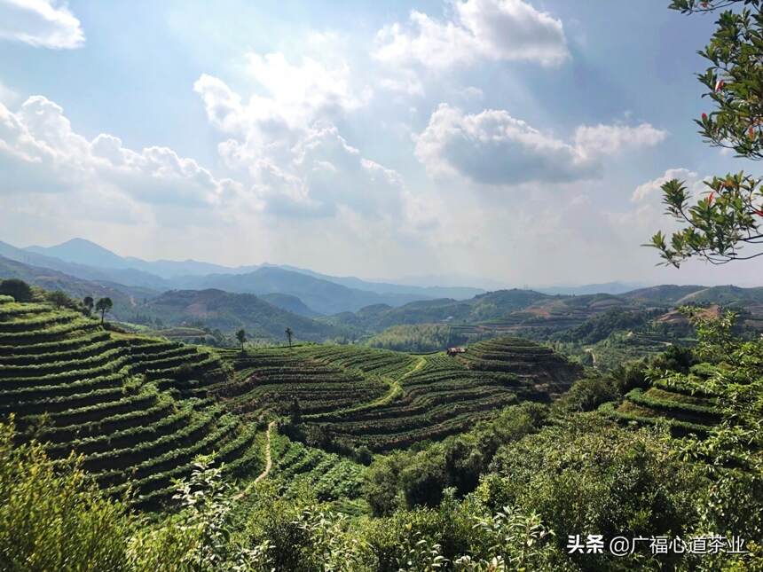 深湖里：从核心产区生态茶园出来的，一般都是“狠”角色