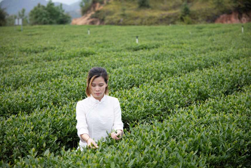 世界上没有最好的茶，只有适合自己的茶