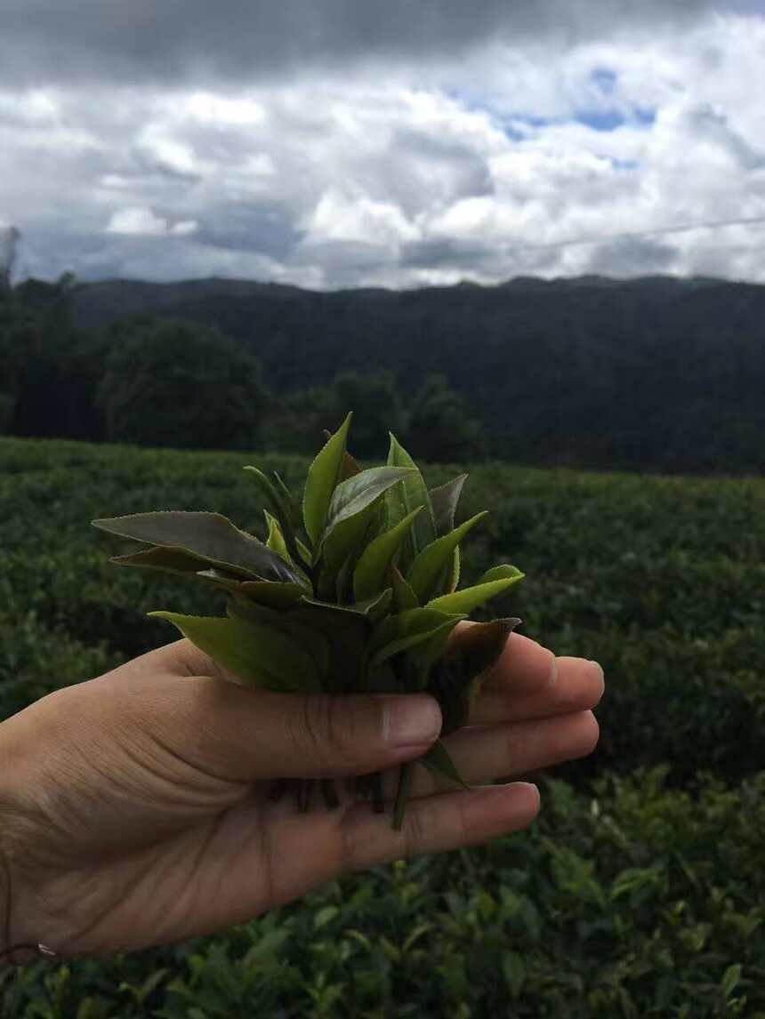 正确认识和品尝布朗山茶：识得“布朗味”，才懂人生韵