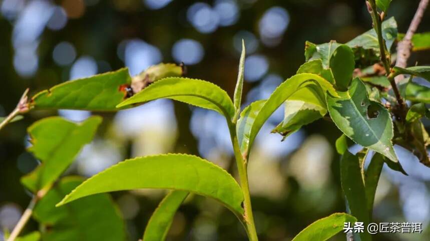 只知道春茶品质好，那“春茶家族”你又了解多少？