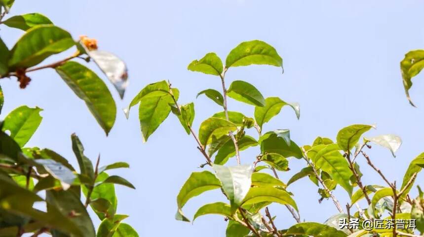 只知道春茶品质好，那“春茶家族”你又了解多少？