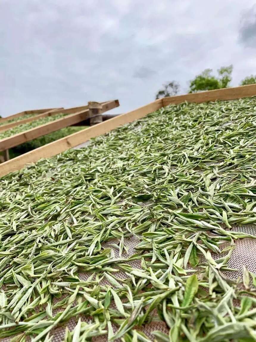 白茶散茶好还是饼茶好？要怎么选？