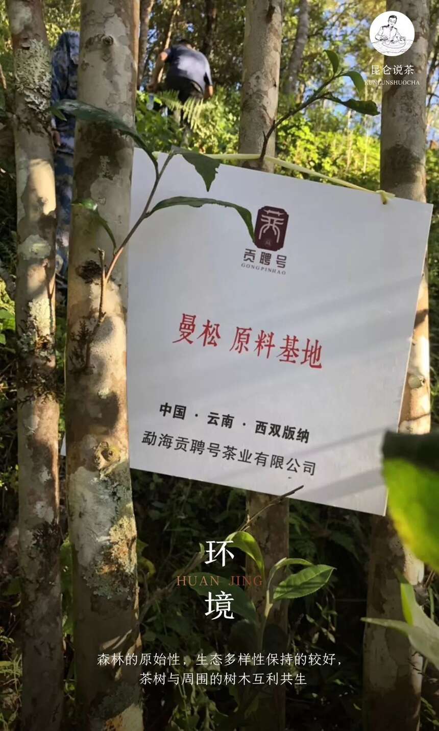 普洱茶有这三种甜，是极品了