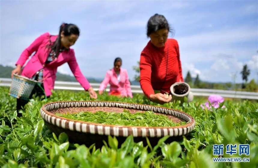 茶品牌聚焦 | 利川红该不该把“冷后浑”作为卖点？