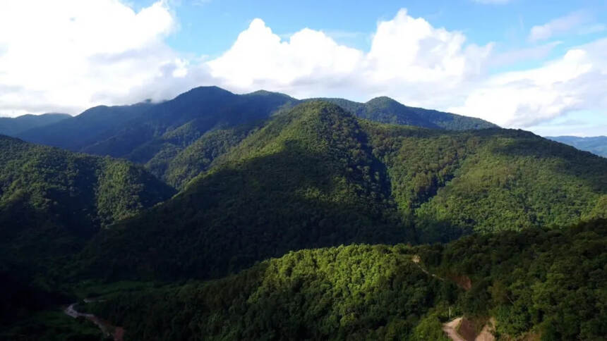 清末普洱茶，为何从辉煌走向没落…