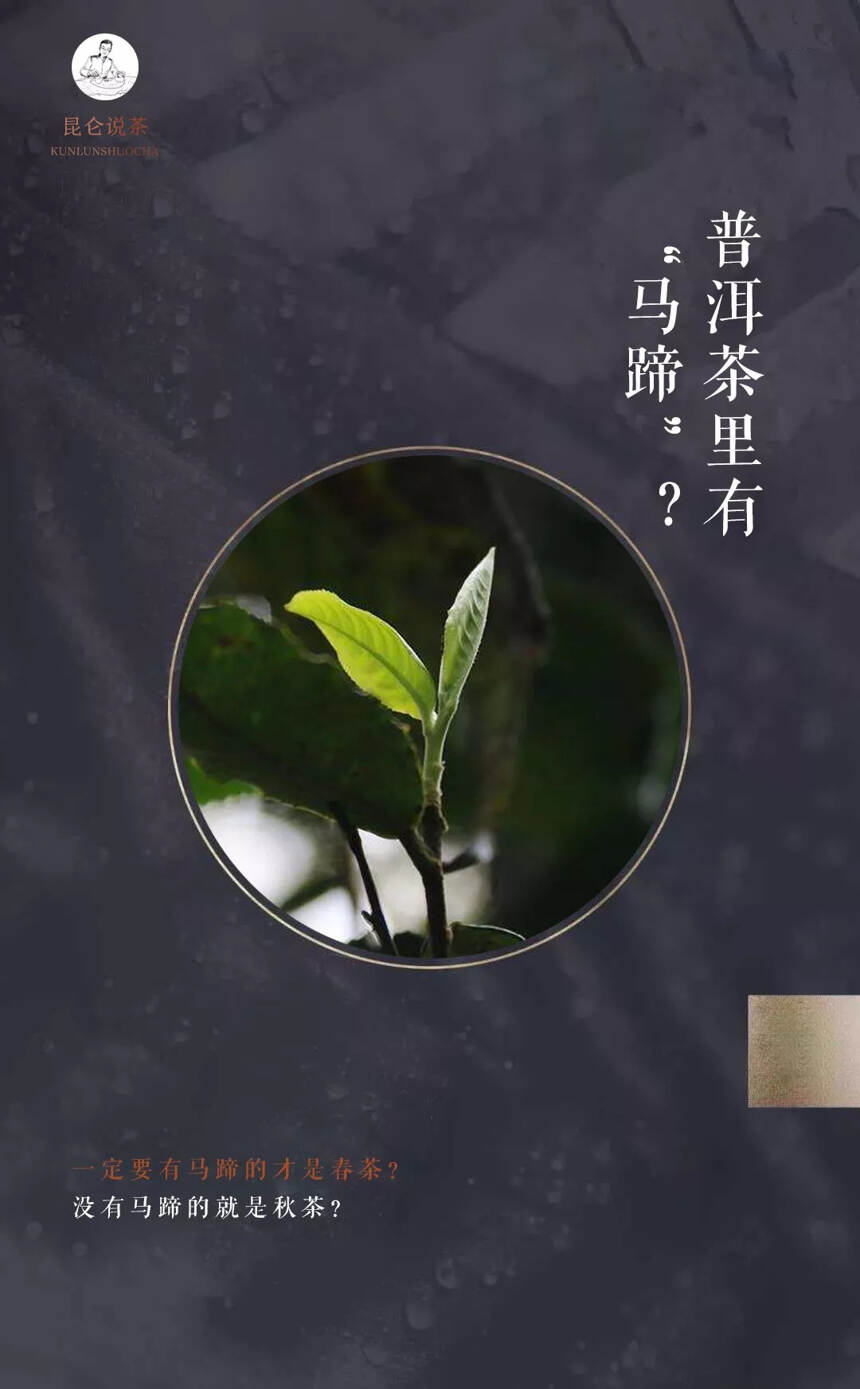 普洱茶里有“马蹄”？