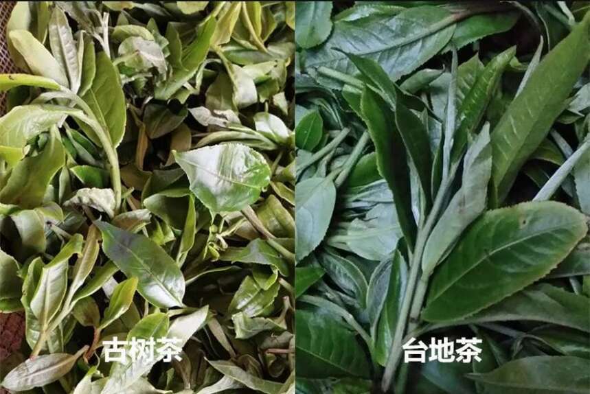 满世界都是古树茶，台地茶去哪了？