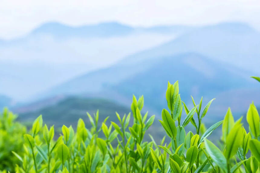 茶中风味的两生花——前后发酵