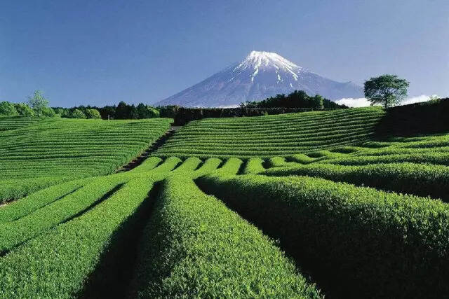 日本茶道入门，读完这一篇就够了