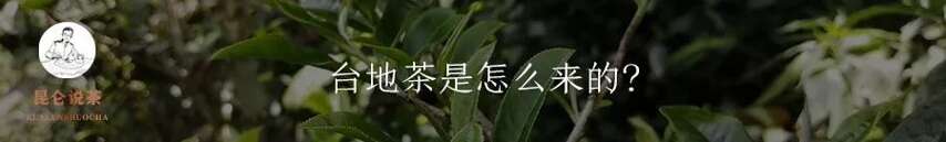 满世界都是古树茶，台地茶去哪了？