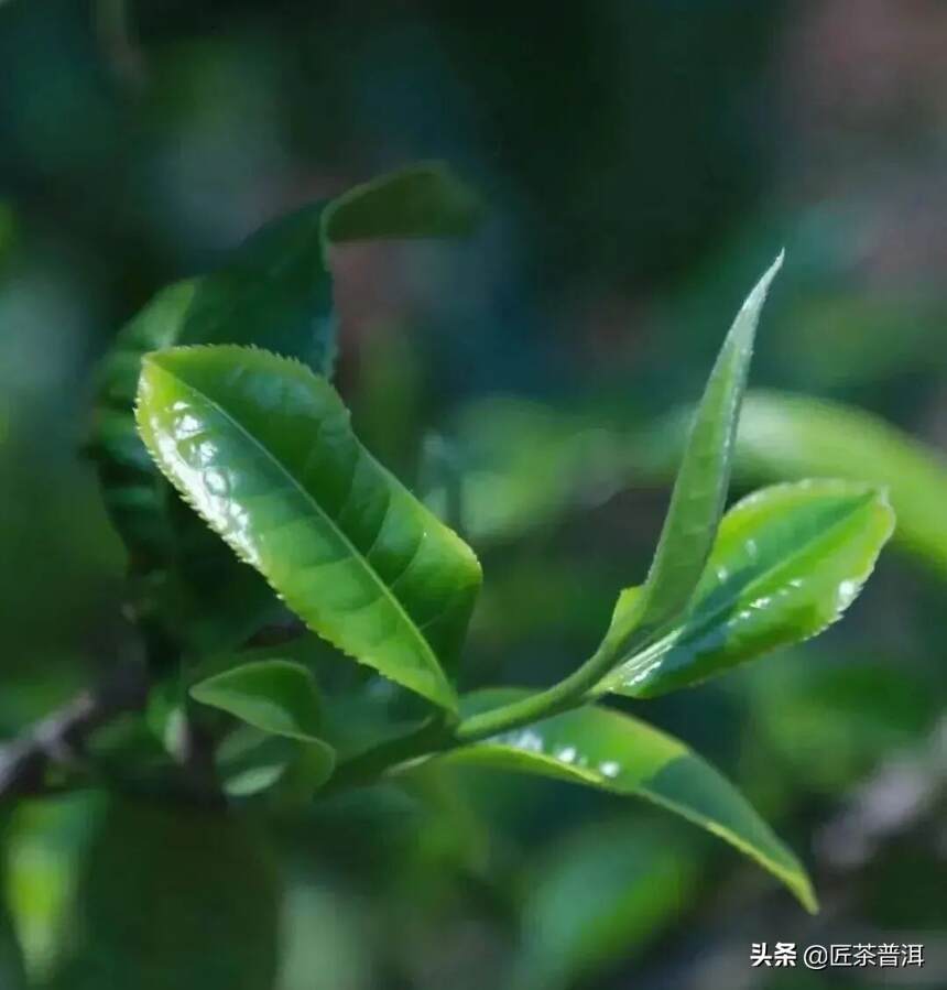 诗画春茶｜最美春茶，忘却世间万种香