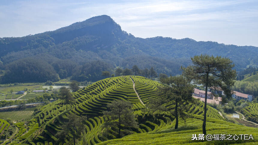 对天价茶，大声说“不”