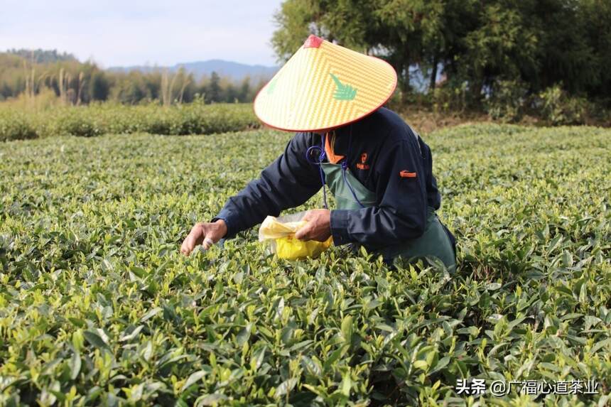 六十多年前，国营茶厂为何钟情于湖林村？|朝花夕拾