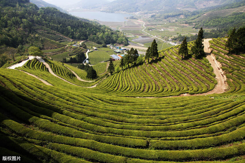 速来围观！湖北产茶区领导齐上阵代言湖北茶