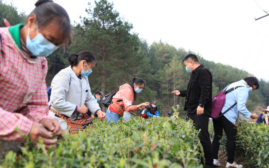 镇巴盐场：小茶叶书写乡村振兴大文章