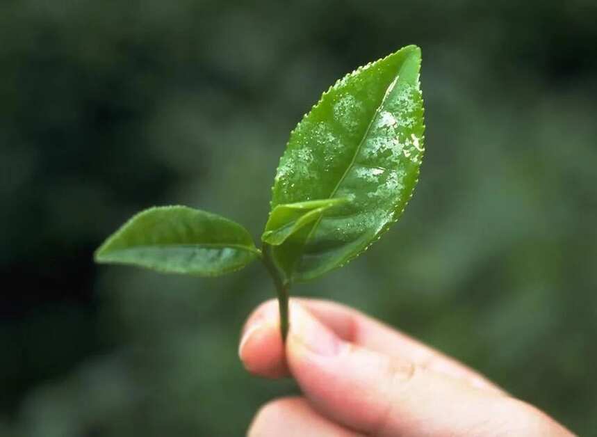 不同年代的人都是怎么喝茶的？