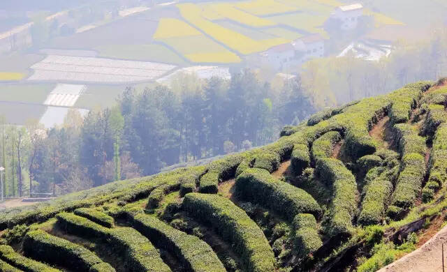 明前绿茶是这样“炼”成的！技术贴非鸡汤