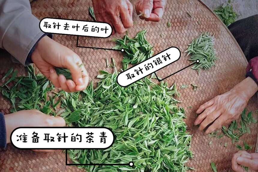 福鼎白茶广福心道东莞站：翠竹2020巡回品鉴会！下一站去哪儿？