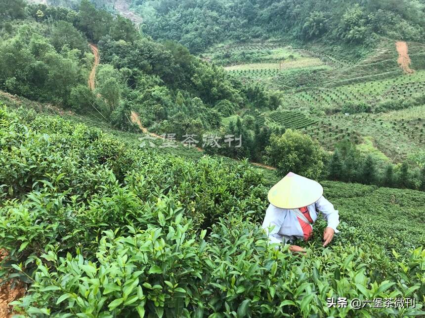 一篇文章告诉你广西六堡茶：社前茶、明前茶、秋茶、冬茶的区别