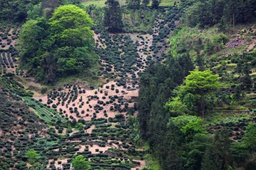 鹤峰古茶树群，填补湖北“万里茶道”茶树古迹空白