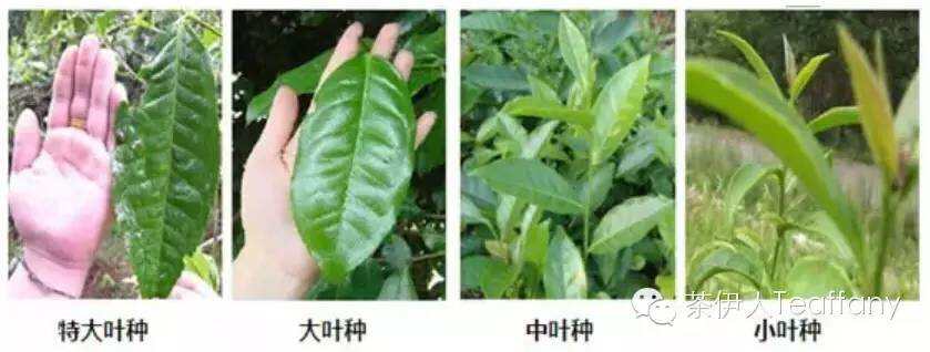 广西六堡茶与云南普洱茶熟茶有什么区别？