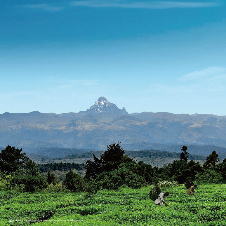 非洲野毫，源自世界级茶山