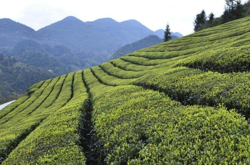 吃茶去！武汉茶博会本周五开幕