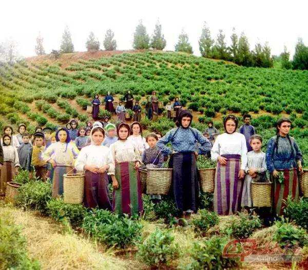 在格鲁吉亚人们爱喝一种茶叫“刘茶”