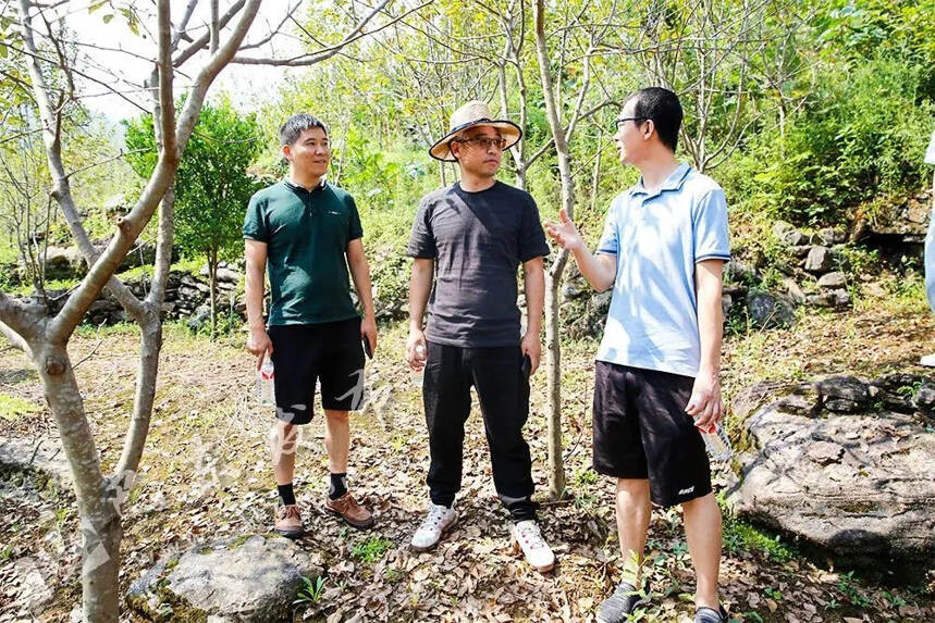 三峡大学医学专家为“湖北海棠”茶“开药方”