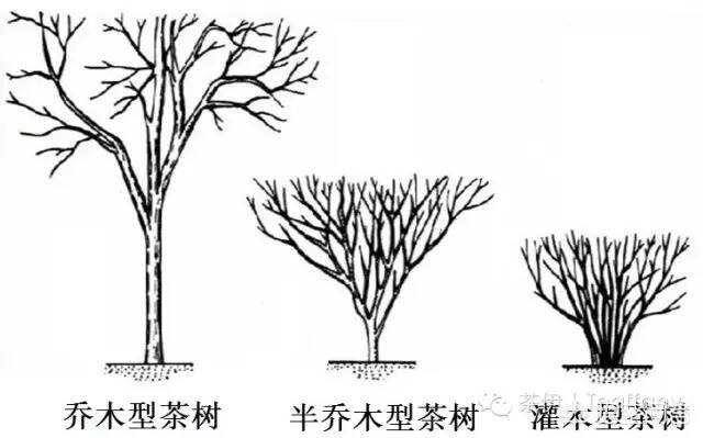 都是黑茶，广西六堡茶、云南普洱茶和安化黑茶有什么区别？