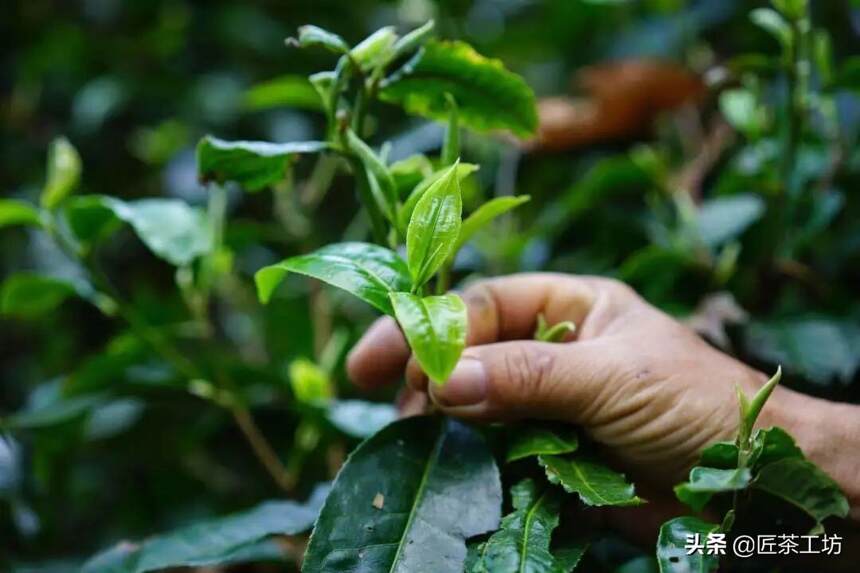 易武黑马-薄荷塘 | 淡雅清爽，纯净卓越