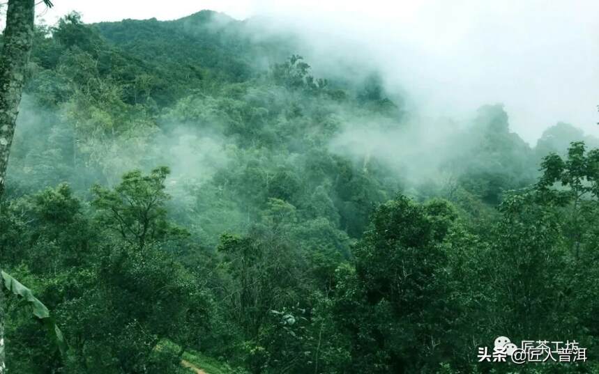 冰岛古树，为何天生限量？