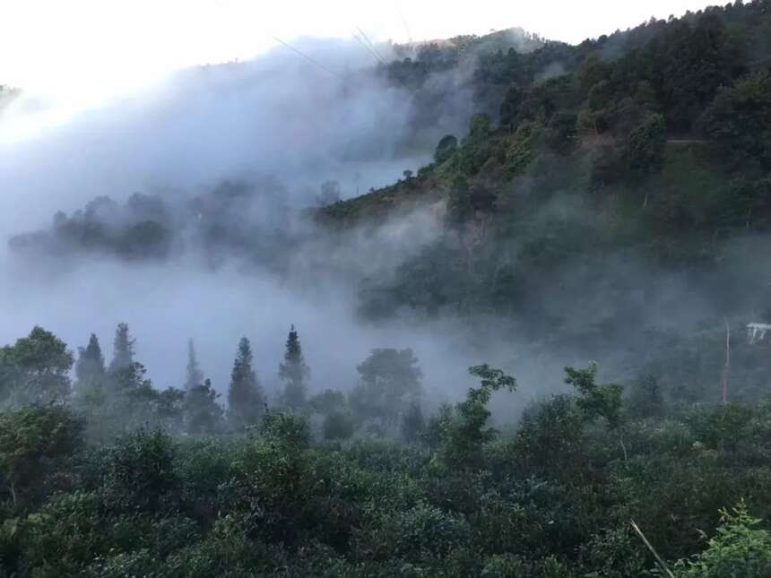 普洱茶纯料和拼配谁更值得存？