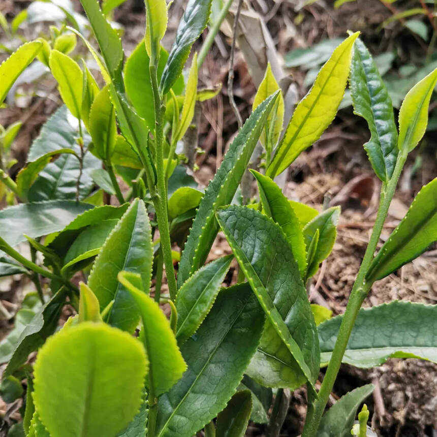 “茶饭”，一道陕南安康的山味儿