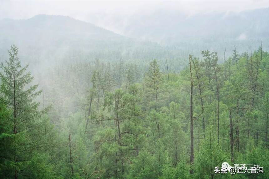 冰岛古树，为何天生限量？