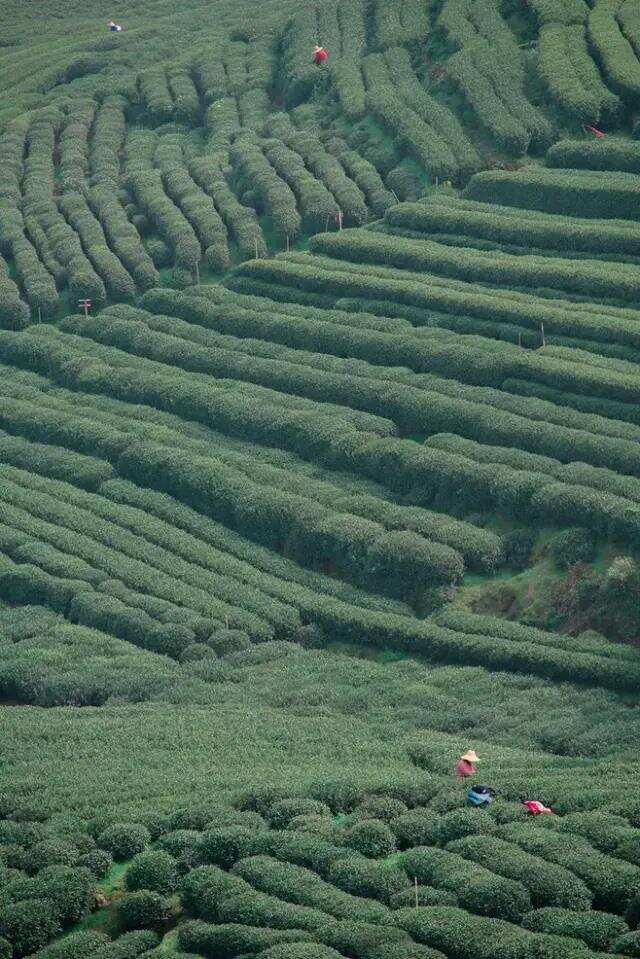 皇家茶事 | 今儿个就把贡茶院逛一逛