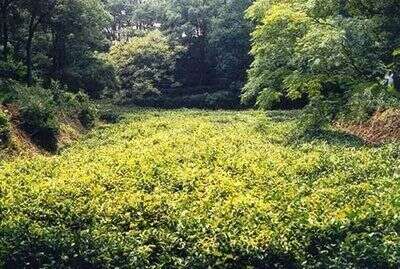 素问黄茶——君山银针