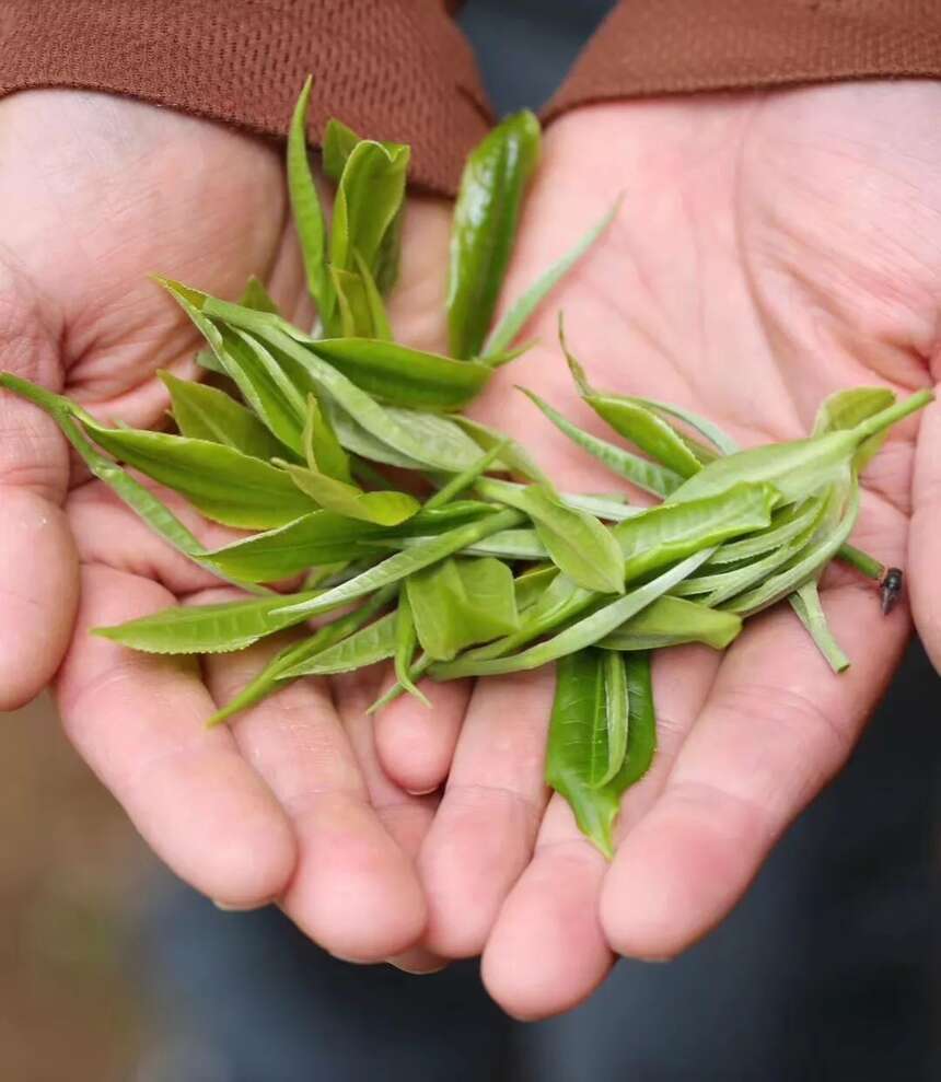 彩云之南，普洱源乡——普洱茶的密码，一半藏在西双版纳