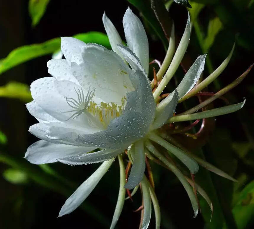 昙花美照，只在一现