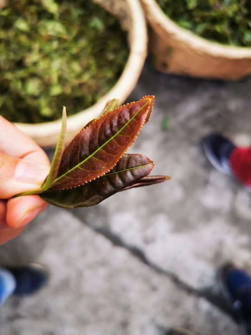 江子崖茶日志5｜川西藏王寨悬崖上，又见紫芽茶