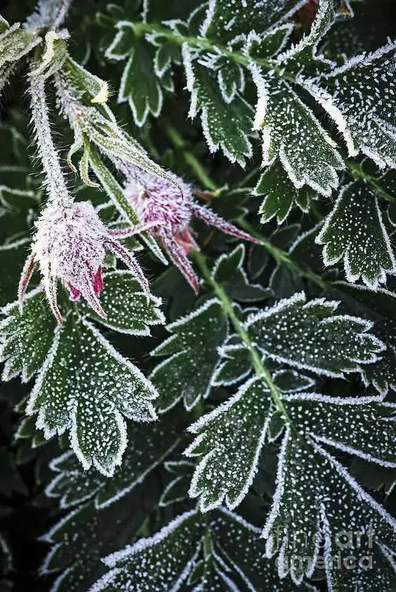 难得一见的雪中花，美到心醉！