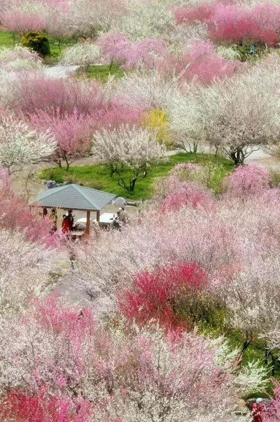 「美图」这花田，太美了