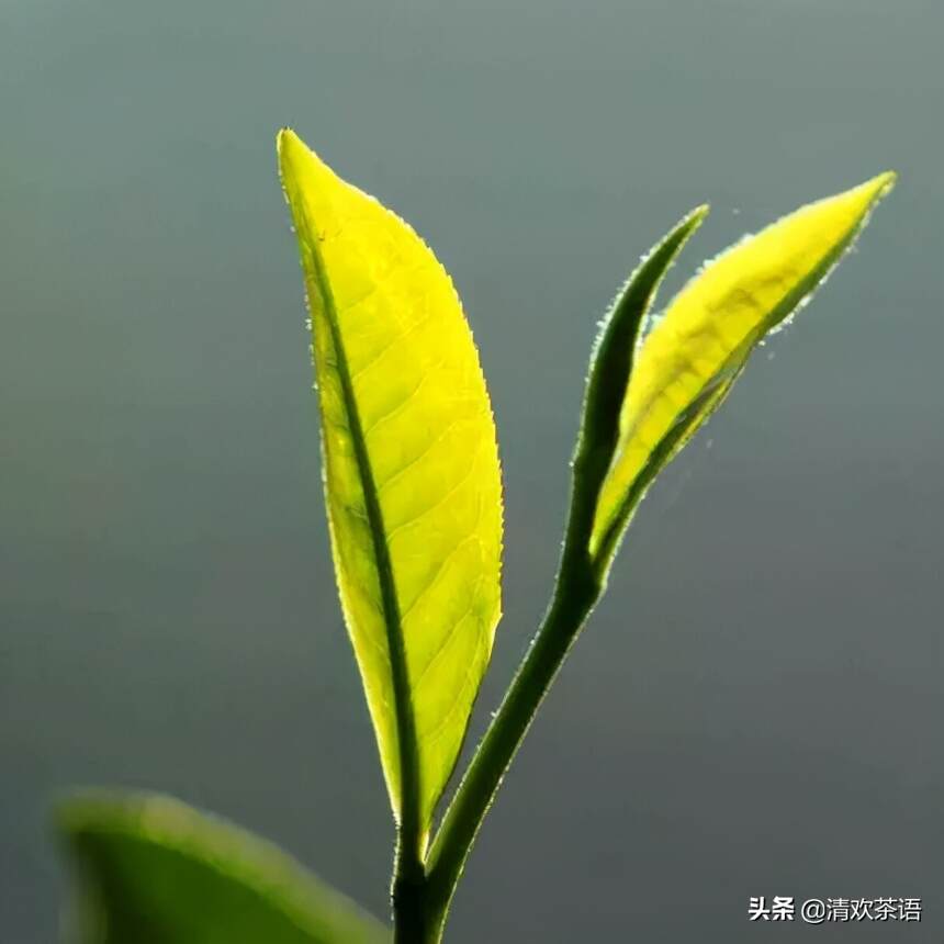 千万别买普洱古树春茶，因为有人说这3个后果你承担不起