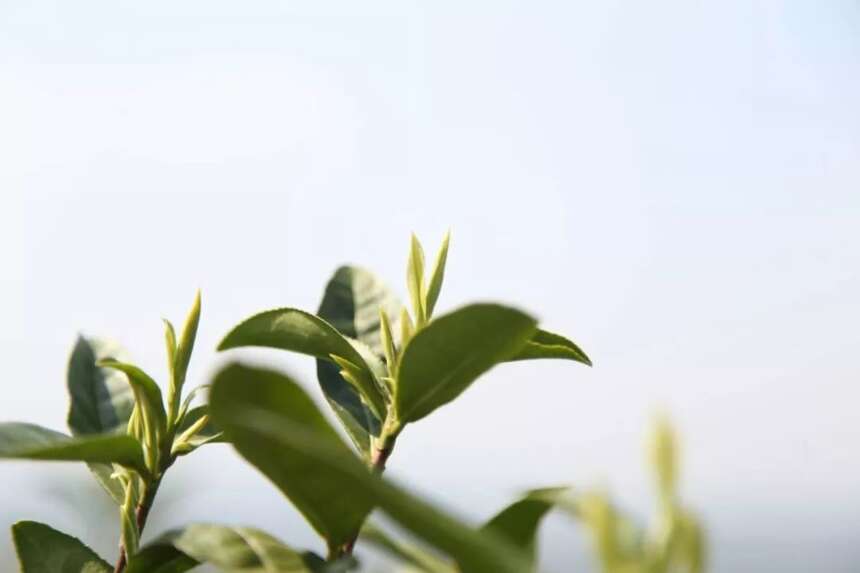 好山好水出好茶 龙王山牌安吉白茶开园上市