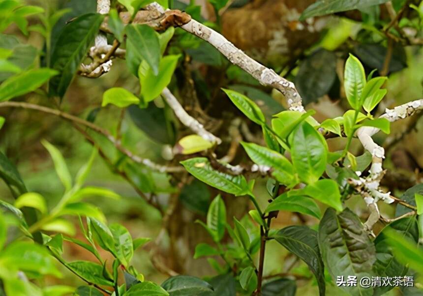 有以下4个特征的茶，存100年都是“烂茶”