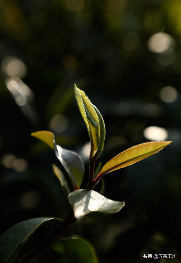 此茶，有帝王之气